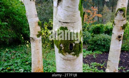 Gros plan de trois troncs d'arbres Betula Utilis ou bouleau - John Gollop Banque D'Images