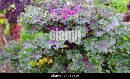 Curly Kale 'Candy Flosss' - John Gollop Banque D'Images