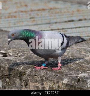 Qu'y a-t-il en bas ? Bel oiseau curieux coloré Columba livia aka pigeon (rocher ou domestique) regarde vers le bas sur la rive de la rivière. Banque D'Images