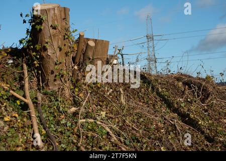 Wendover, Royaume-Uni. 15 novembre 2023. Plus d'arbres coupés par HS2. Bien que Rishi Sunak ait annulé le tronçon nord du train à grande vitesse HS2, la construction de la phase 1 du HS2 se poursuit toujours dans les Chilterns, une zone de beauté naturelle exceptionnelle. De nombreux habitants des Chilterns sont furieux de HS2 et de l'impact néfaste qu'il a sur la campagne et tout cela sans avantage pour le Buckinghamshire car le train ne s'arrêtera pas là. Crédit : Maureen McLean/Alamy Live News Banque D'Images