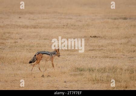 Chacal dans Masai Mara Kenya Afrique Banque D'Images