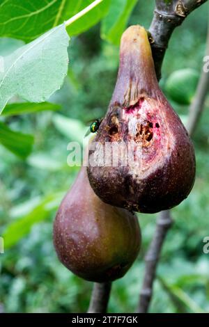 Fruit trop mûr Fig Banque D'Images