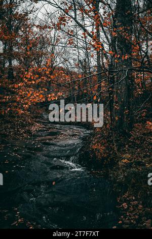 Une scène de forêt tranquille en automne, avec un ruisseau noir serpentant son chemin à travers un paysage de feuilles multicolores Banque D'Images