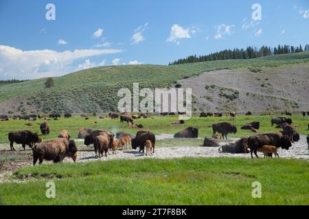 De nombreux bisons se rassemblent sur les prairies du parc national de Yellowstone Banque D'Images