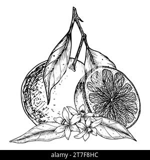 Fruit orange avec tranches. Illustration vectorielle dessinée à la main d'un fond isolé de nourriture d'agrumes tropicaux. mandarine linéaire avec fleur et feuille. Dessin de mandarine en noir et blanc pour icône. Illustration de Vecteur