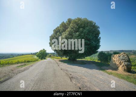 Le chêne Holm ou Holly Oak de la région du Chianti. Gaiole in Chianti. Région Toscane, Italie Banque D'Images