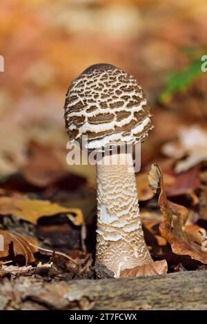 Macrolepiota procera, champignon parasol près de Vienne, vertical Banque D'Images