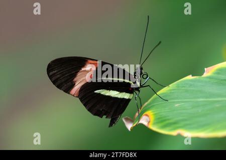 Papillon du facteur (Heliconius melpomene) reposant sur la feuille ; sur l'île d'Aruba. Ailes partiellement ouvertes ; plantes en arrière-plan. Banque D'Images