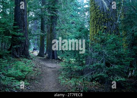 Forêt de sapins le long de West Eagle Trail, Eagle Cap Wilderness, Wallowa-Whitman National Forest, Oregon Banque D'Images