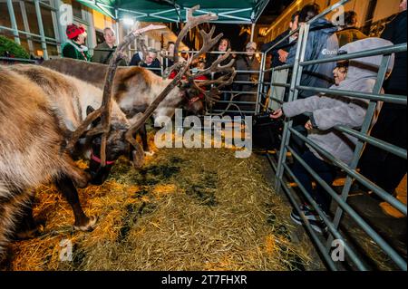 Londres, Royaume-Uni. 15 novembre 2023. Motcomb Street Reindeer - Belgravia allume ses lumières de Noël autour du quartier dans le cadre d'un chemin de Noël de la joie. Crédit : Guy Bell/Empics Banque D'Images