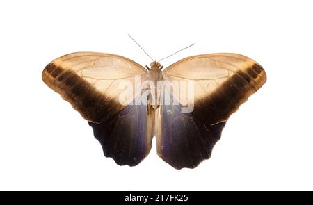 Grand papillon forestier Caligo memnon sur fond blanc, vue de dessus Banque D'Images