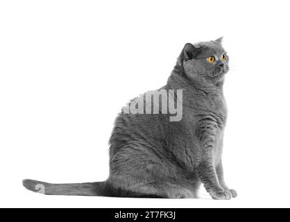 Un gros chat britannique Shorthair est assis sur un fond blanc et semble surpris. Obésité, chats en surpoids, aliments diététiques spéciaux pour animaux de compagnie. Banque D'Images