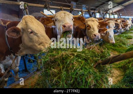 Vaches mangeant de l'herbe fraîche d'une fourche dans une rangée à l'intérieur d'une étable laitière Banque D'Images