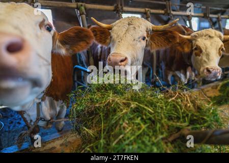 Vaches mangeant de l'herbe fraîche d'une fourche à l'intérieur d'une étable laitière Banque D'Images