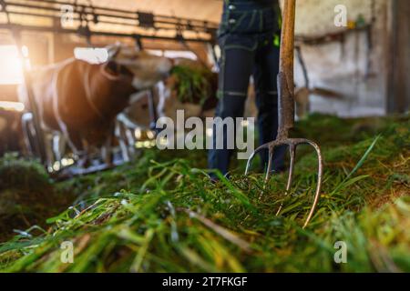 Vue à angle bas d'une fourche avec de l'herbe fraîche dans une grange avec des vaches et un fermier Banque D'Images