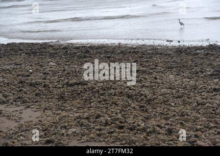 déchets jetés sur la plage, les eaux usées et la saleté, mauvais soin de la nature, prolifération des maladies épidémiques Banque D'Images