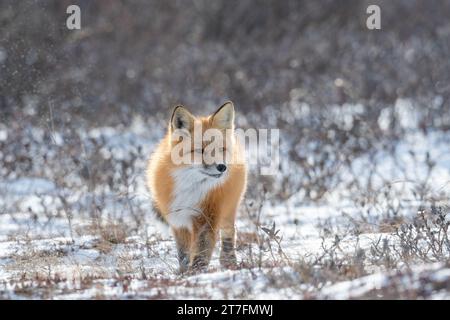 Un renard roux chassant un repas dans un champ enneigé à l'extérieur de Churchill, au Manitoba. Banque D'Images