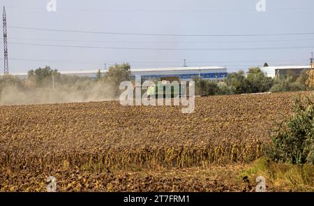 Une moissonneuse-batteuse dans un champ de tournesol mûr récolte des graines de tournesol par une journée ensoleillée d'automne. Paysage rural du plancher de farmet pendant la récolte de tournesol Banque D'Images