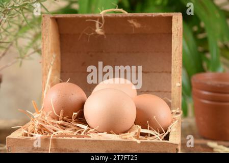 œuf de poule naturel sur la table en bois, nourriture fermière naturelle rustique de poulet fermier Banque D'Images