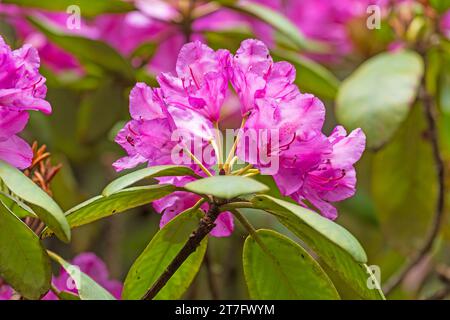 Rhodedendron dans une forêt de montagne dans le parc d'État de Mount Mitchell en Caroline du Nord Banque D'Images