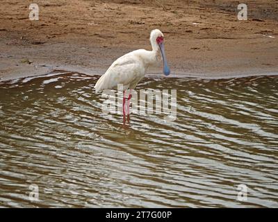 Spatule africaine (Platalea alba) échassier blanc à longues pattes avec visage et pattes rouges dans la rivière Ewaso Narok, Laikipia, Kenya, Afrique Banque D'Images