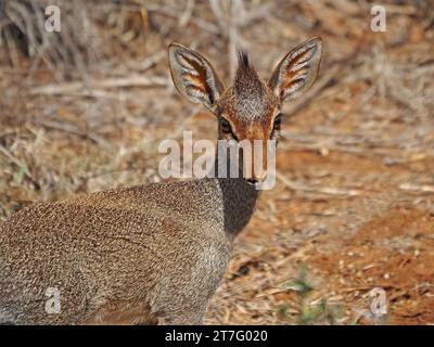 dainty Little femelle Kirk Dik-dik (Madoqua kirkii) dans une clairière rouge poussiéreuse à Laikipia Kenya, Afrique Banque D'Images