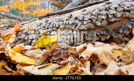 Champignons à queue de dinde (Trametes versicolor), pelage de bûches tombées sur un sol forestier coloré en automne. Banque D'Images