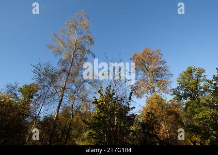 Les couleurs d'automne remplissent une forêt anglaise avec des nuances vibrantes de jaune et d'orange par une belle journée ensoleillée dans le Worcestershire. Banque D'Images