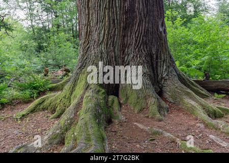 vieux chêne dans la forêt Banque D'Images