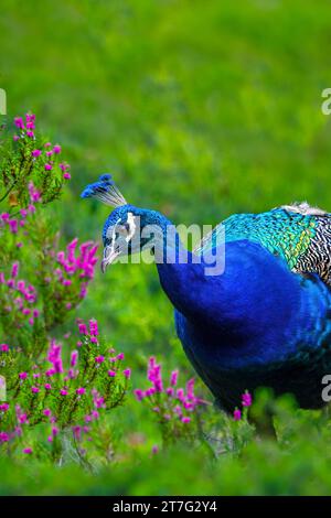 Un paon (Pavo cristatus) sur une pelouse verte avec des fleurs roses, espace copie Banque D'Images