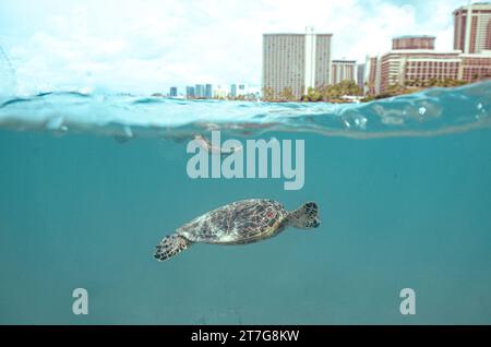 Plongée en apnée avec les tortues vertes hawaïennes sauvages au large de Waikiki Beach Banque D'Images