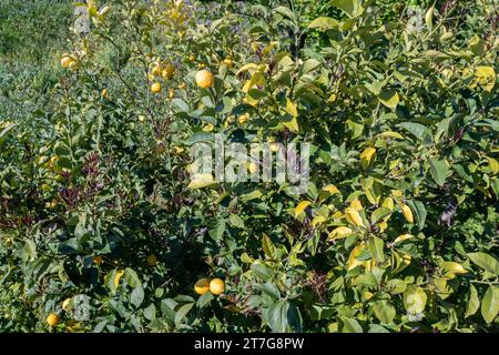 Vue en grand angle d'un citron, une espèce de petit arbre à feuilles persistantes de la famille des plantes à fleurs Rutaceae, originaire d'Asie, Savone, Ligurie, Italie Banque D'Images