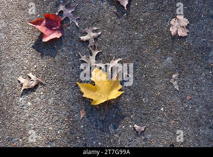 Quelques feuilles d'automne tombèrent sur le trottoir Banque D'Images