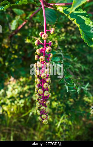 Phytolacca americana, communément appelée pokeweed américaine, est une plante herbacée vivace robuste appartenant à la famille des Phytolacaceae. Avec son stri Banque D'Images