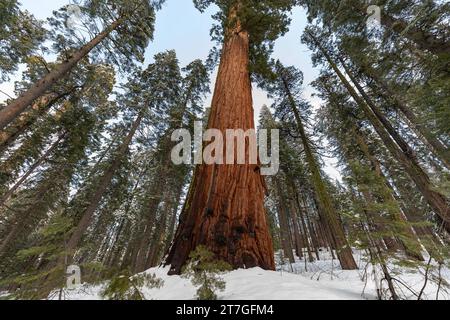 Tronc épais de séquoias géants tours au-dessus d'un sol couvert de neige au milieu d'une forêt de séquoias en hiver Banque D'Images