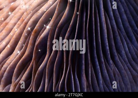 Champignon psilocybine frais, vue macro. Branchies de champignon magique avec des étoiles, couleur tonique Banque D'Images
