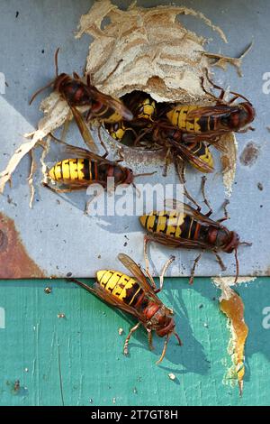 hornet européen (Vespa crabro), ouvriers à l'entrée d'un nid dans un nichoir d'oiseaux, Rhénanie du Nord-Westphalie, Allemagne Banque D'Images