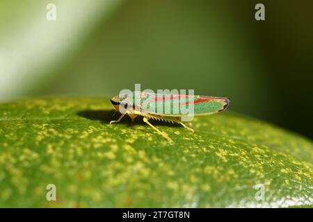 Rhododendron (Rhododendron) civale (Graphocephala fennahi) assise sur une feuille de rhododendron, Wilden, Rhénanie du Nord-Westphalie, Allemagne Banque D'Images