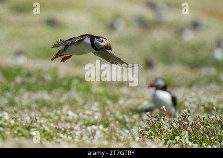 Macareux de l'Atlantique (Fratercula arctica) oiseau adulte en vol au-dessus des fleurs de campion de mer, île de Skomer, pays de Galles, Royaume-Uni Banque D'Images