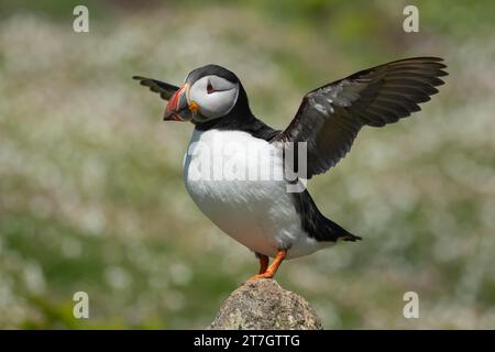 Macareux de l'Atlantique (Fratercula arctica) oiseau adulte étirant ses ailes sur un rocher, île de Skomer, pays de Galles, Royaume-Uni Banque D'Images