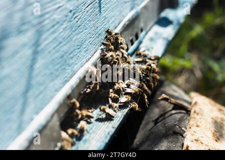 Grands groupes d'abeilles à l'extérieur de la ruche Banque D'Images