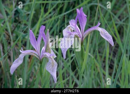 Iris, North Fork John Day Wild and Scenic River, forêt nationale d'Umatilla, Oregon Banque D'Images