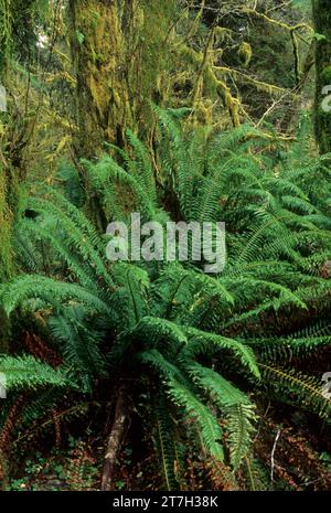 Fougère sabre de l'Ouest (Polystichum munitum) dans une forêt ancienne, Cummins Creek Wilderness, Siuslaw National Forest, Oregon Banque D'Images