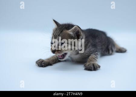 Chat asiatique sur fond blanc. gros plan mignon portrait de chaton animal de compagnie sur fond blanc propre Banque D'Images