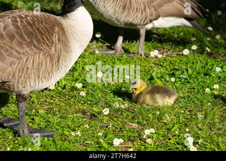 Petit Goosling d'oie douce de couleur dorée assis sur l'herbe verte entourée de Marguerite blanche protégée sous les oiseaux adultes. Banque D'Images