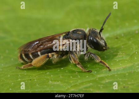 Gros plan naturel sur une femelle de la rare abeille minière de Wilke, Andrena wilkella, spécialiste du trèfle, assise sur une feuille verte Banque D'Images