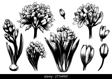 Set Hyacinthe Flowers ligne dessinée sur fond blanc. Esquissez la jacinthe. Fleurs printanières Illustration de Vecteur