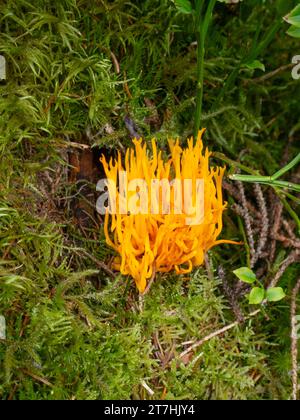 Clavulinopsis fusiformis, communément appelé fuseaux dorés, corail jaune en forme de fuseaux, ou club de fées en forme de fuseaux Banque D'Images