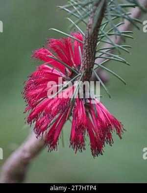 Calothamnus Quadrifidus gros plan Banque D'Images