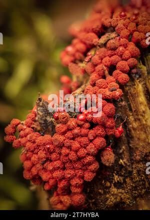 image de forêt et de champignons en gros plan Banque D'Images